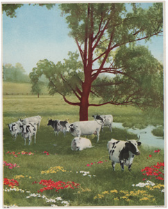 Vintage Calendar Art cows, cattle, livestock, farm life, etc.